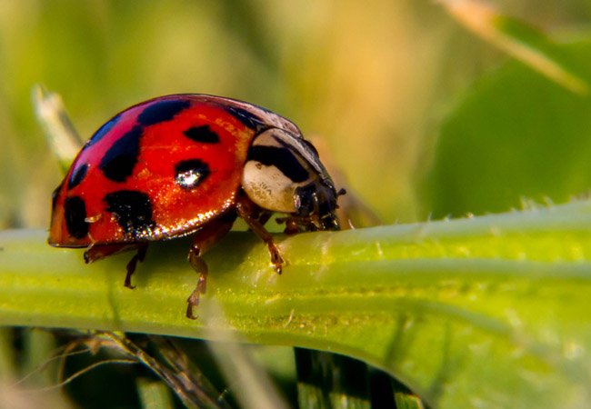 Macro