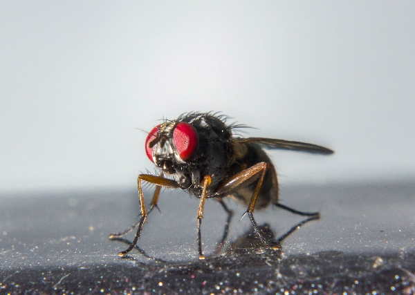 Just Your Average Fly