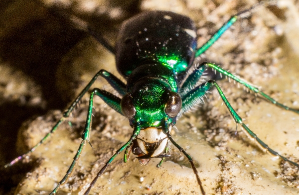 Six-Spotted Tiger Beetle