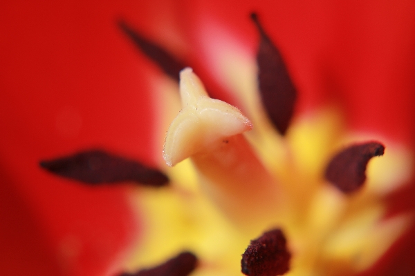 Tulip Center