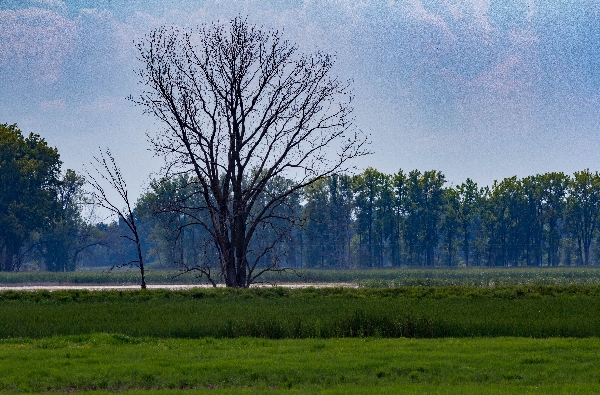 Shiawassee Wildlife Refuge, 2020