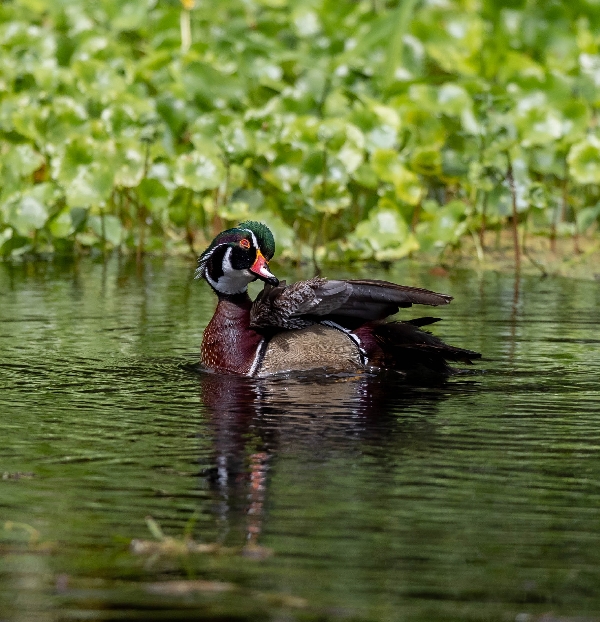 Wood Duck - Florida