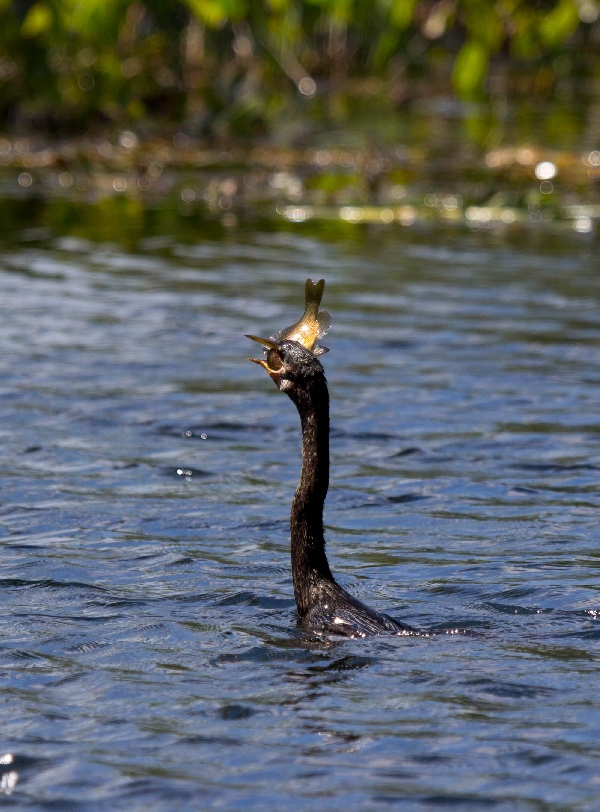 Anhinga Enjoying Lunch on the Ocklawaha River, FL