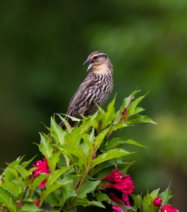 Female Red-Winged Blackbird