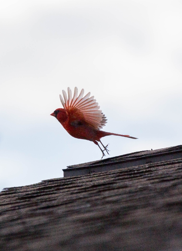 Take-Off!